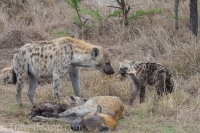 Kruger - Skukuza Rest Camp -4