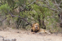 Kruger - Skukuza Rest Camp -6