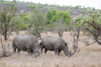 Kruger - Skukuza Rest Camp -7