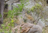 Kruger - Skukuza Rest Camp -9