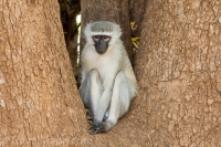 Kruger - Punda Maria Rest Camp -11