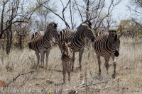 Kruger - Punda Maria Rest Camp -16