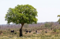 Kruger - Punda Maria Rest Camp -17