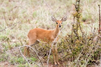 Kruger - Punda Maria Rest Camp -2
