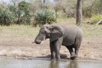 Kruger - Punda Maria Rest Camp -3