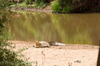Kruger - Punda Maria Rest Camp -8