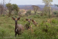 Kruger - Punda Maria Rest Camp -9