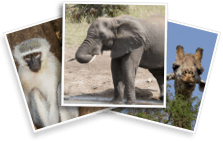 Kruger Travelmapp Photo Gallery